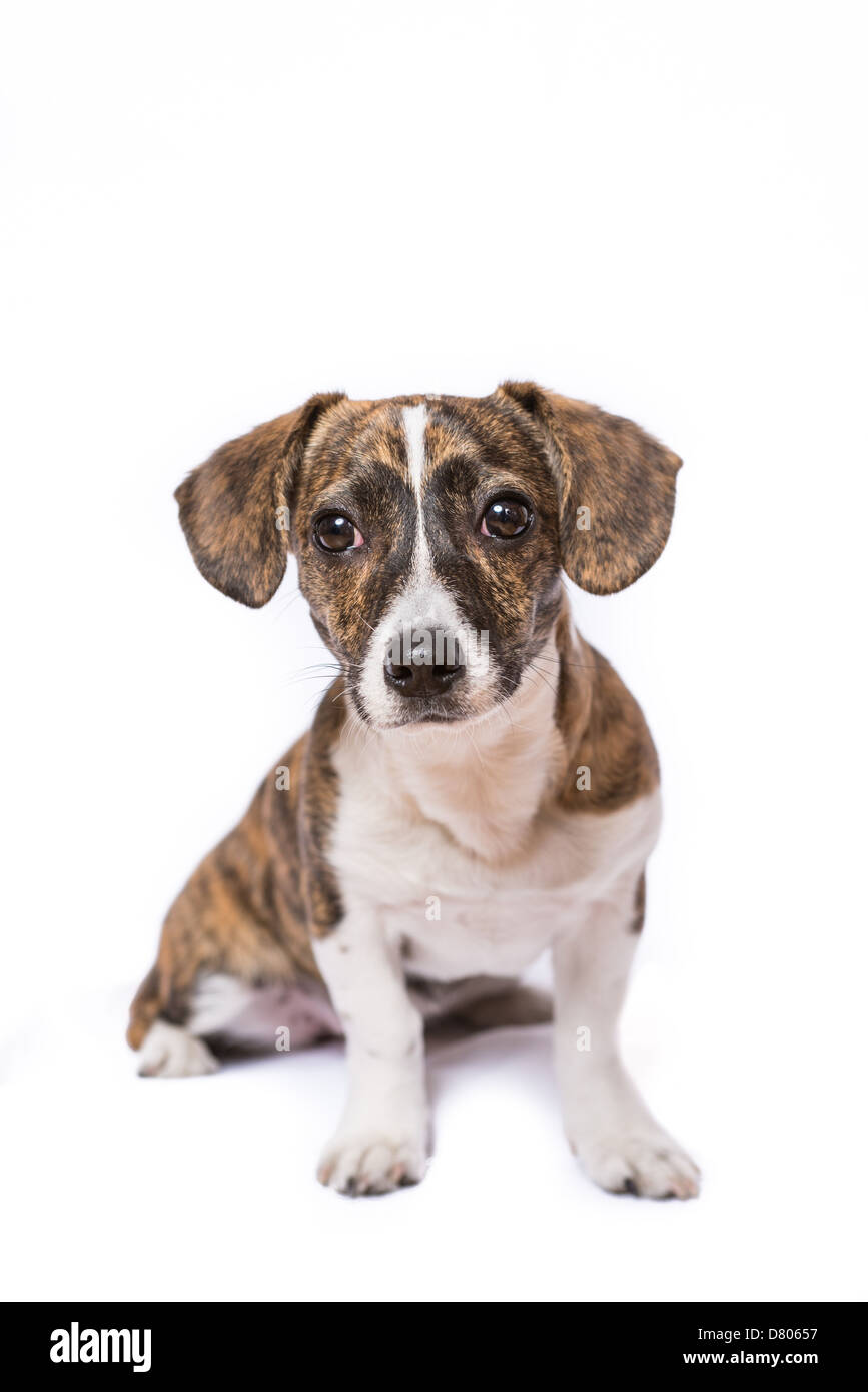Un chiot avec Brindle patterning dans un studio. Banque D'Images