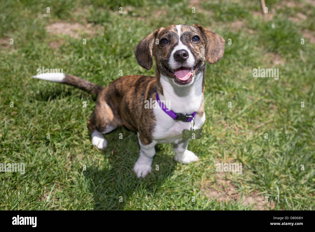 Un chiot avec Brindle patterning in a park. Banque D'Images