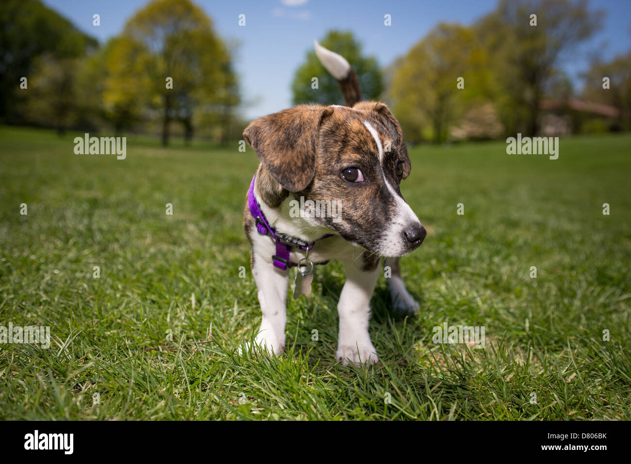 Un chiot de race mixte dans un parc. Banque D'Images
