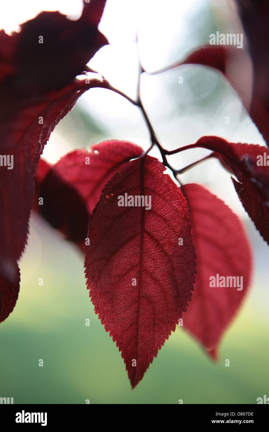 Feuille rouge Banque D'Images