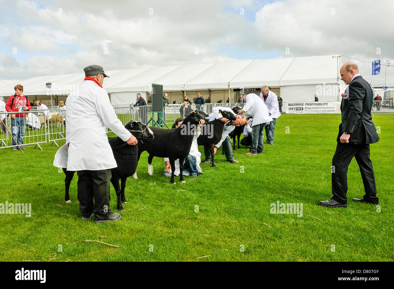 Lisburn, Irlande du Nord. Le 15 mai 2013. Un juge examine les nouveaux venus dans le Balwen catégorie race.Crédit : Stephen Barnes/Alamy Live News Banque D'Images