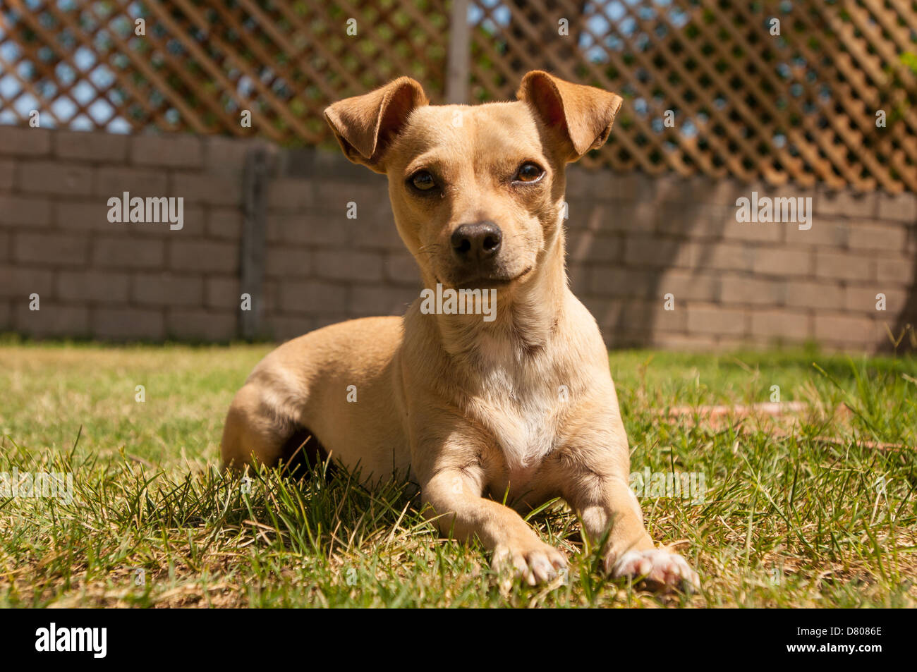 Un chien de Chihuahua. Banque D'Images