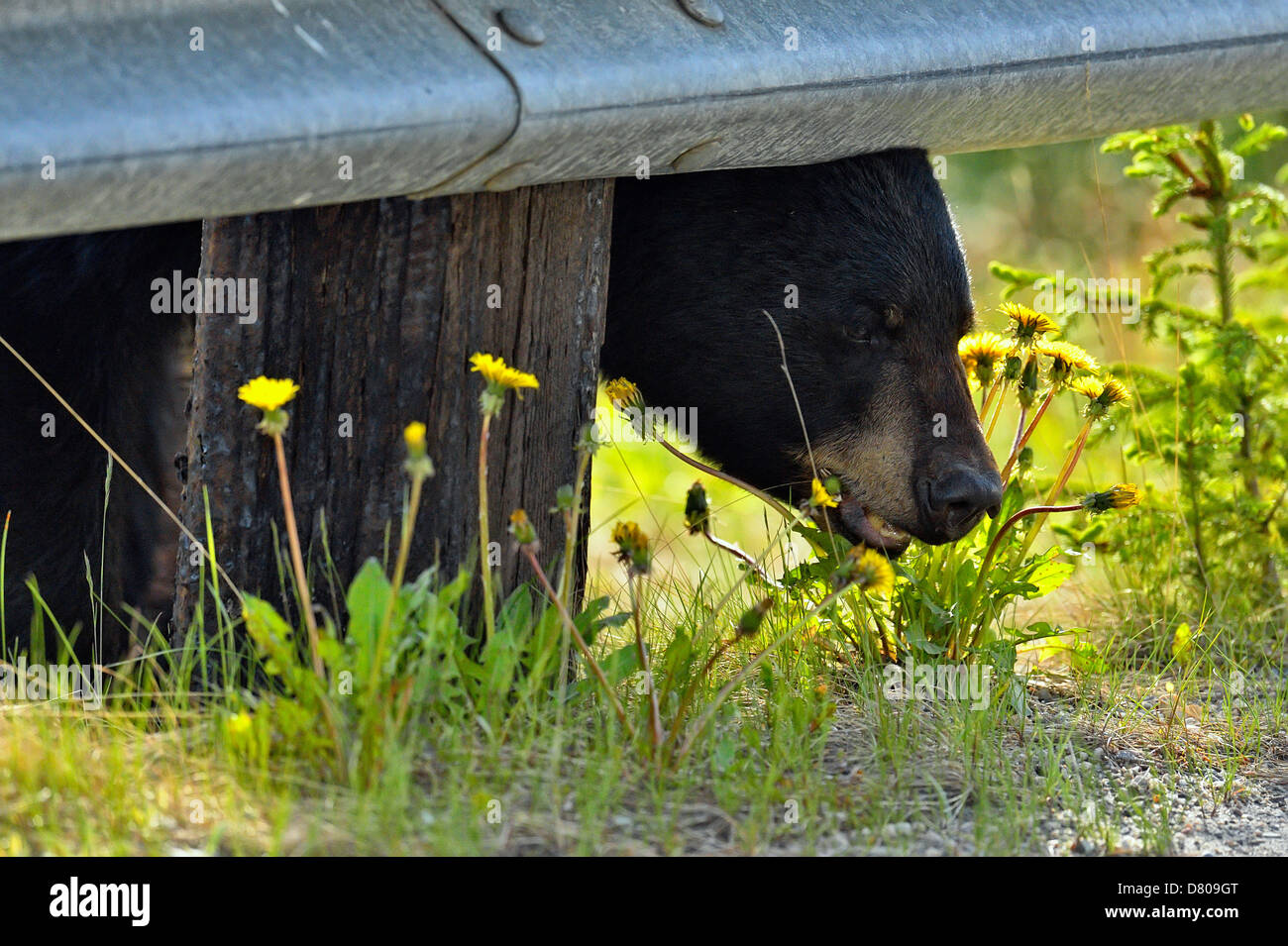 Ours noir, Ursus americanus, recherche de plantes en bordure du Parc National de Jasper, Alberta, Canada Banque D'Images