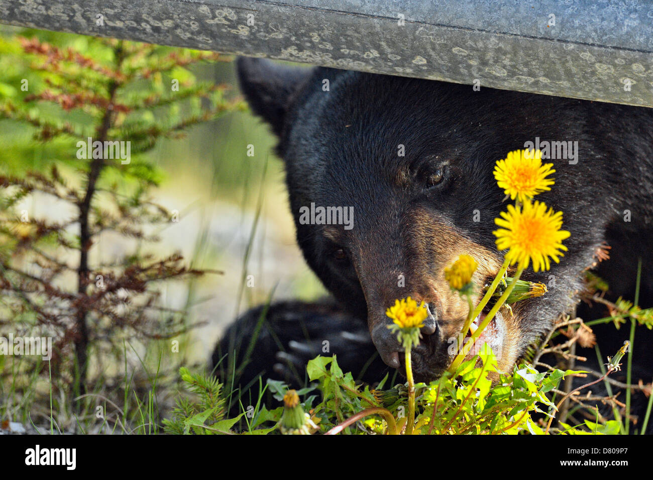 Ours noir, Ursus americanus, recherche de plantes en bordure du Parc National de Jasper, Alberta, Canada Banque D'Images