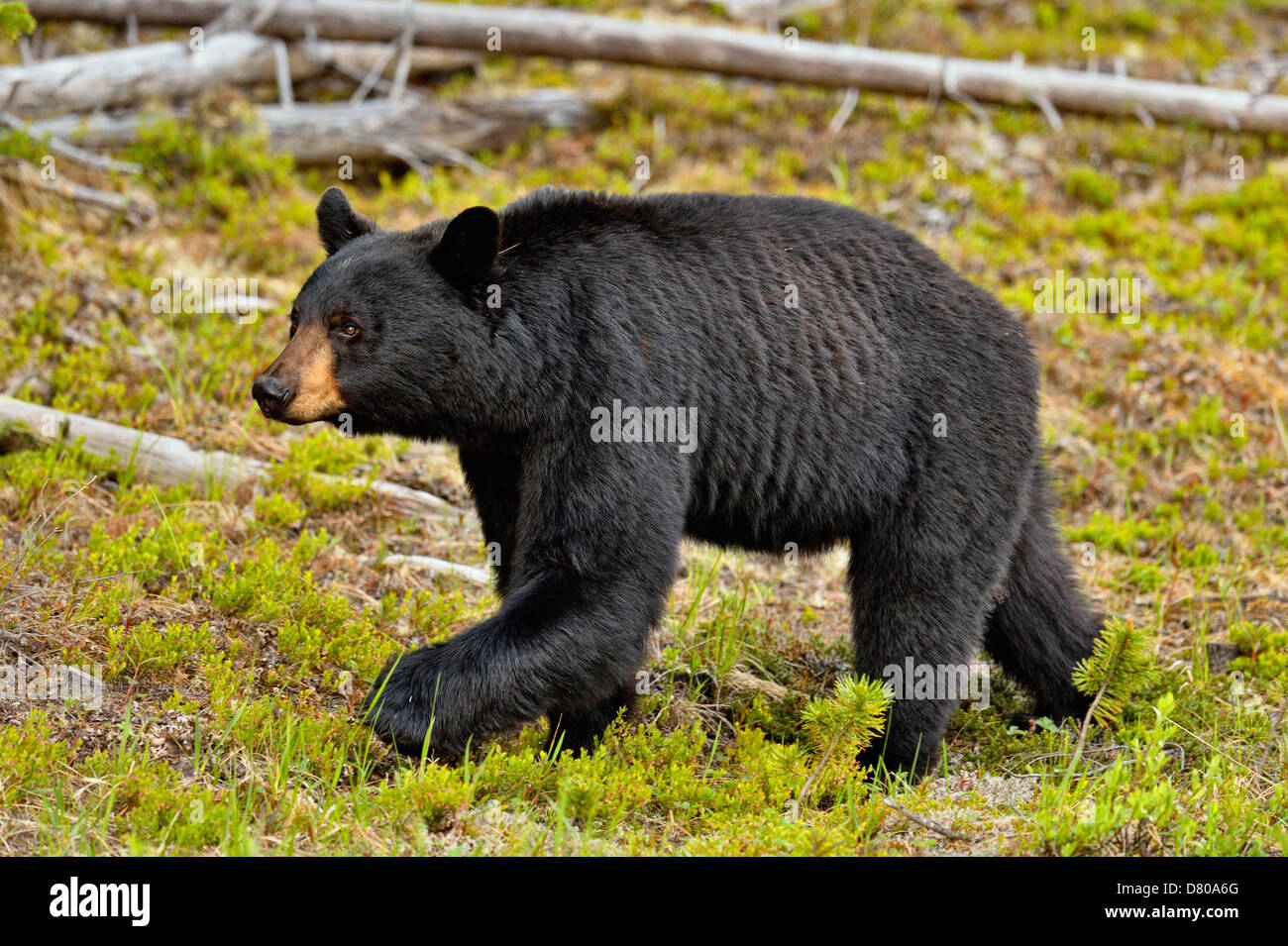 Ours noir, Ursus americanus, recherche de plantes en bordure du Parc National de Jasper, Alberta, Canada Banque D'Images