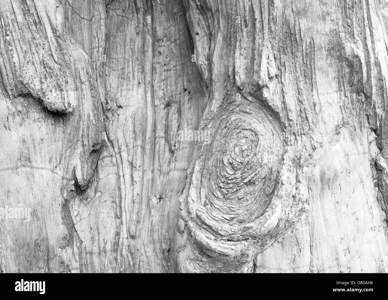 Motif arbre anneaux annuels de vieux bois. Banque D'Images