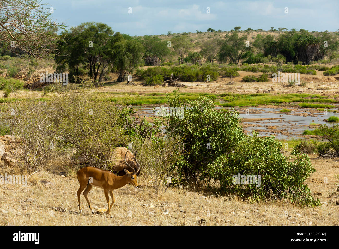 Impala (Aepyceros melampus), l'Est de Tsavo National Park, Kenya. Banque D'Images