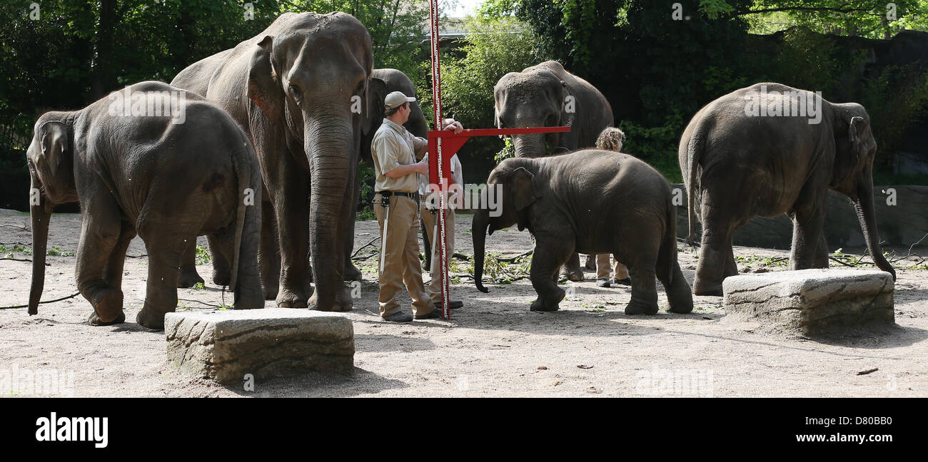 Bébé éléphant de l'Assam (C) mesures est à l'assemblée annuelle de l'inventaire des animaux au zoo Hagenbeck à Hambourg, Allemagne, 16 mai 2013. Photo : CHRISTIAN CHARISIUS Banque D'Images