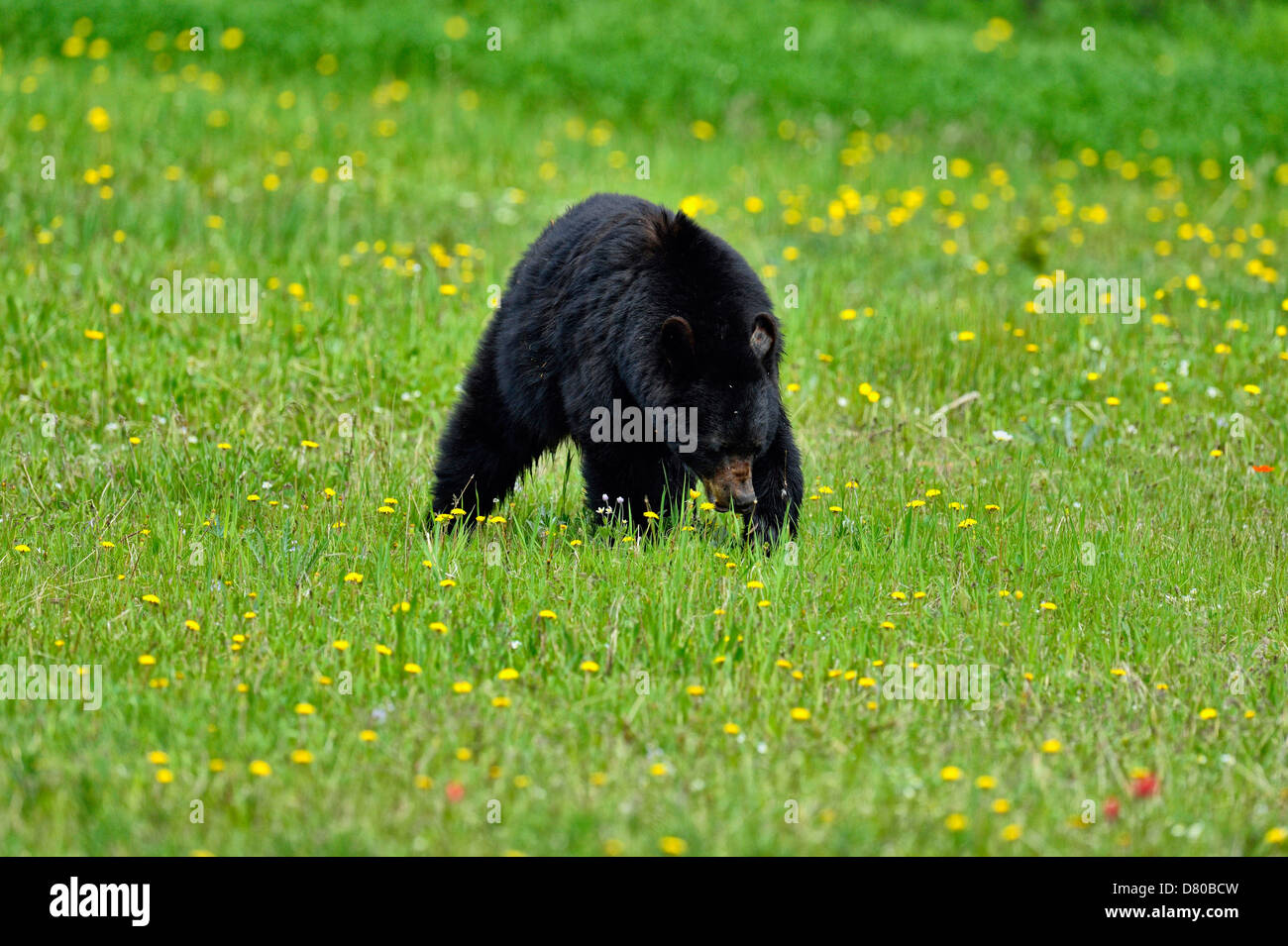 Ours noir, Ursus americanus, manger des pissenlits dans une prairie de fleurs du parc national Banff Alberta Canada Banque D'Images