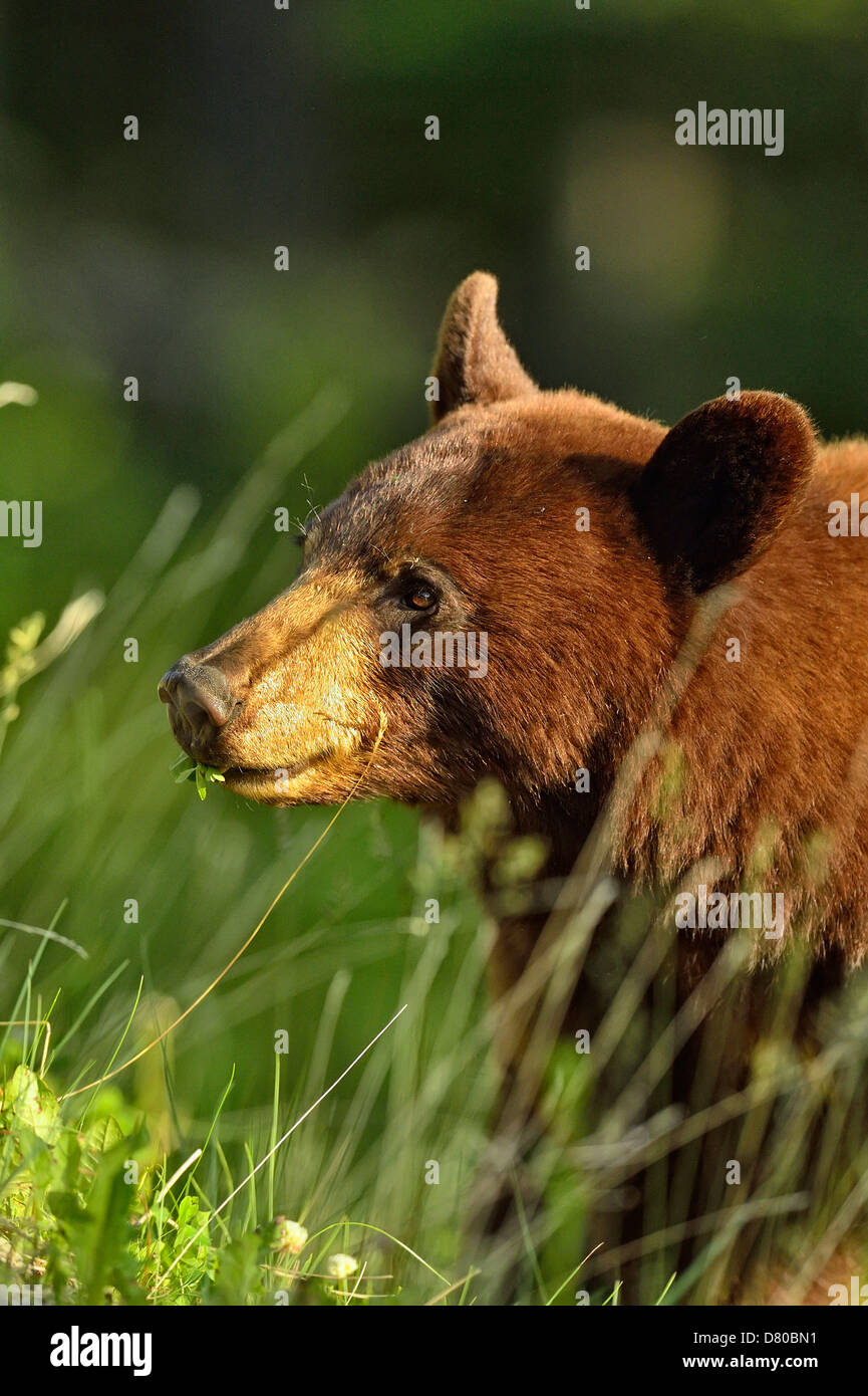 Ours noir, Ursus americanus, cannelle variété se nourrissant de plantes en bordure du Parc National de Jasper, Alberta, Canada Banque D'Images