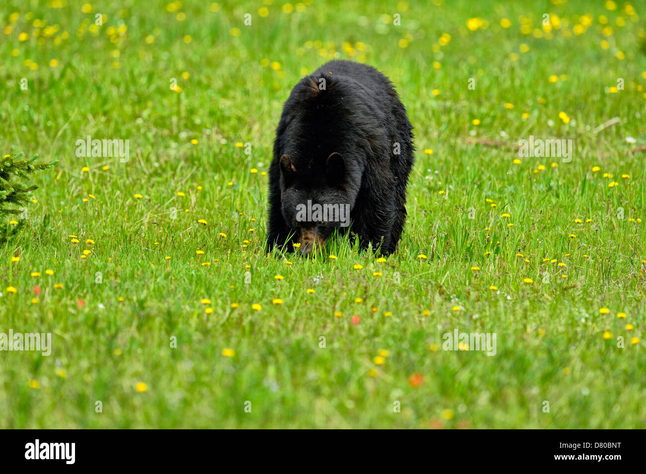 Ours noir, Ursus americanus, manger des pissenlits dans une prairie de fleurs du parc national Banff Alberta Canada Banque D'Images