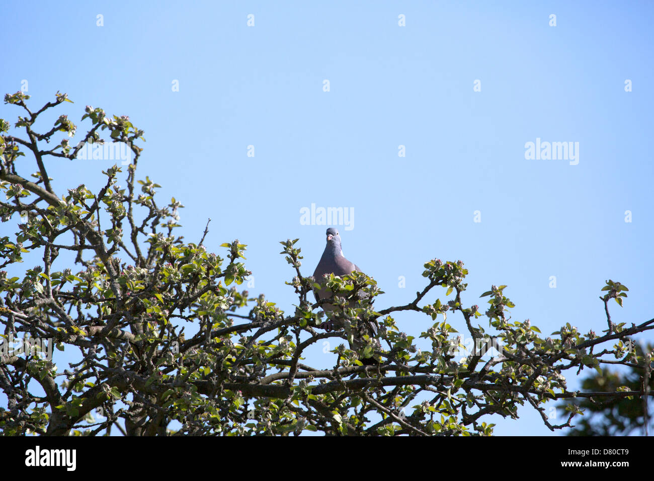 Pigeon assis sur un arbre Banque D'Images