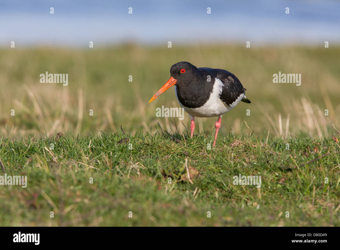 Eurasion huîtrier pie (Haematopus ostralegus) en quête de nourriture dans les marais Banque D'Images