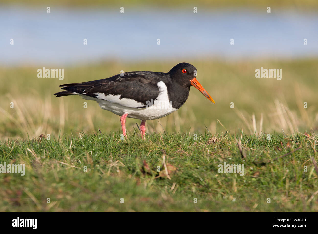 Eurasion huîtrier pie (Haematopus ostralegus) en quête de nourriture dans les marais Banque D'Images