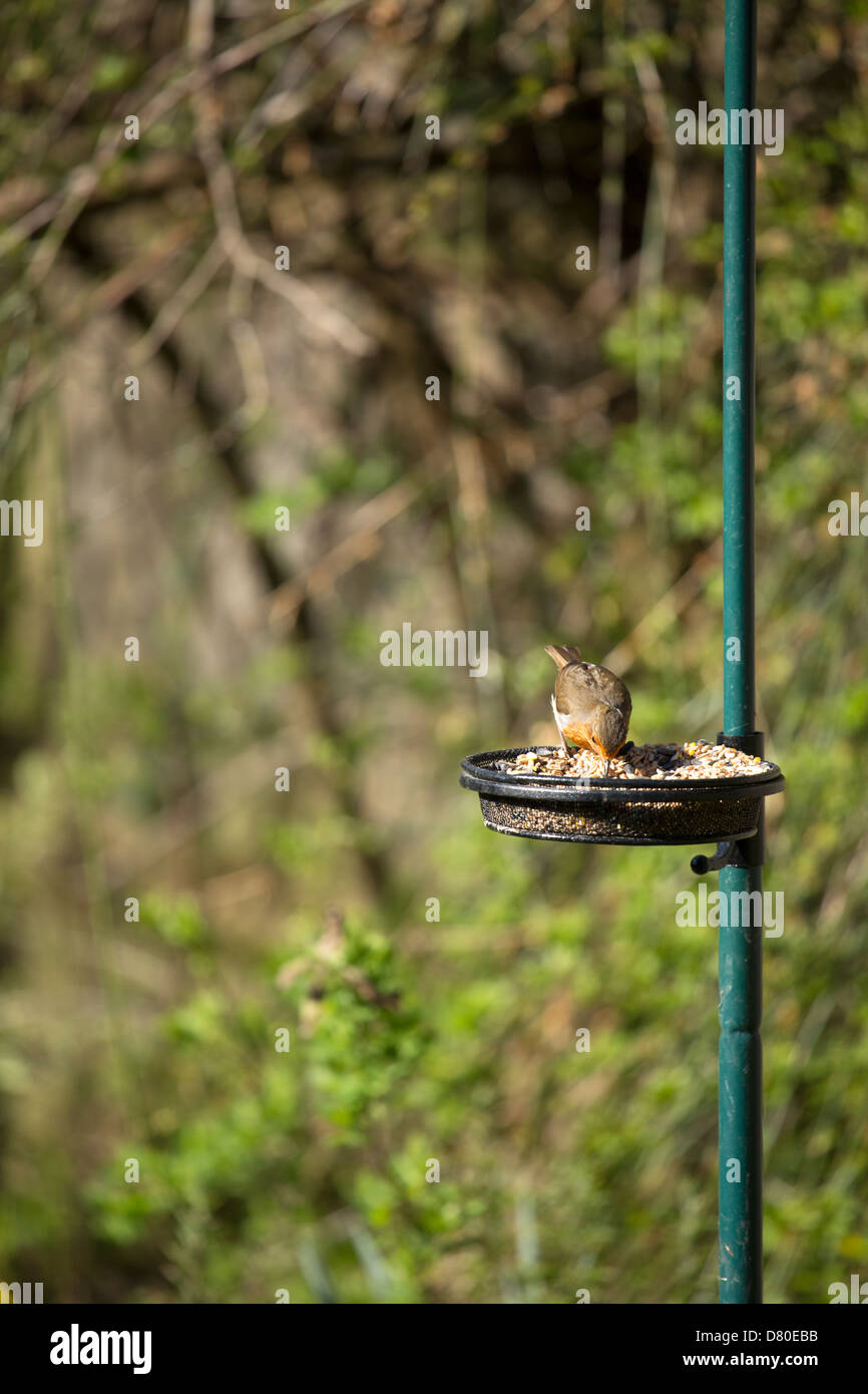 Alimentation Robin dans le jardin Banque D'Images