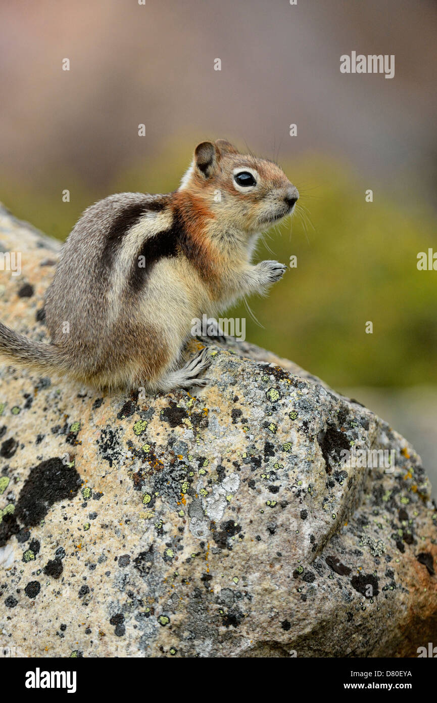 Golden Spermophilus lateralis Jasper National Park, Alberta, Canada Banque D'Images