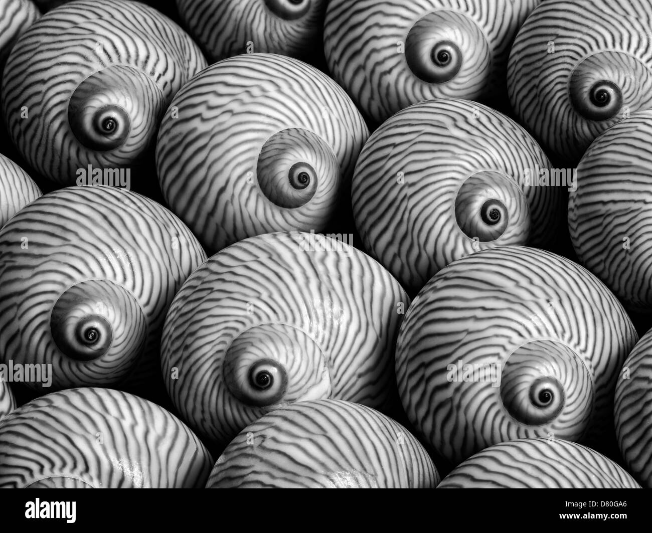 Close up of striped lune sea shell. Banque D'Images
