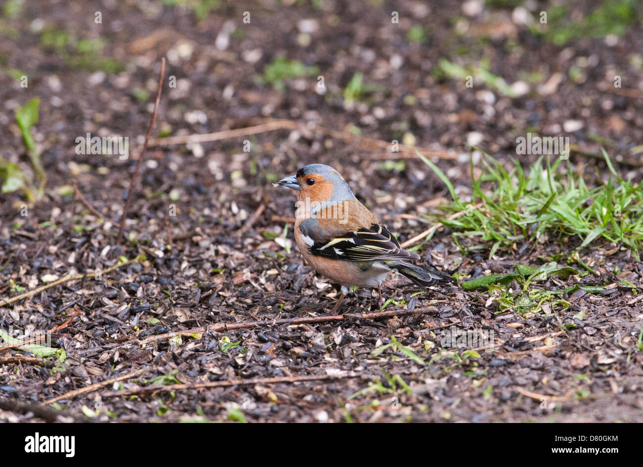 Chaffinch Fringilla coelebs , petit oiseau de jardin britannique Banque D'Images