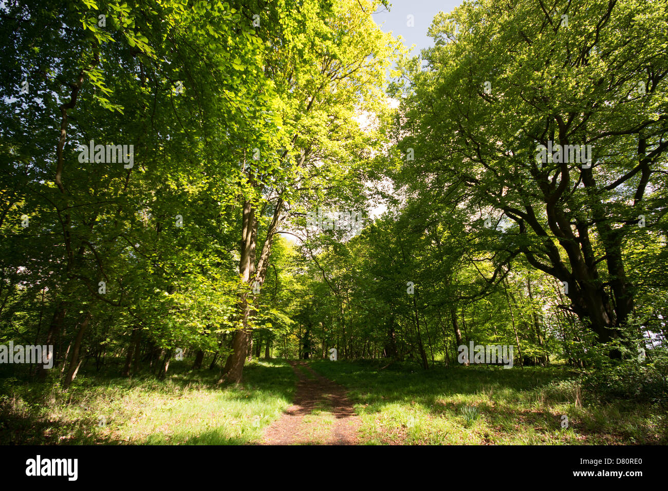 L'Oxfordshire, UK. Une voie bordée d'ombragé dans Wytham Woods près d'Oxford. L'année 2013. Banque D'Images