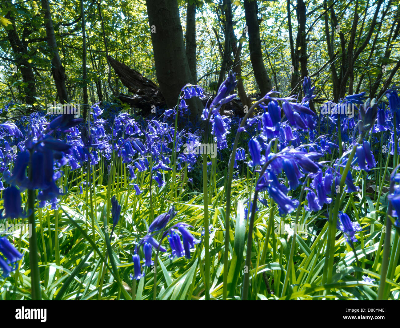 Bluebells à Stanmer Park, Brighton, East Sussex, UK Banque D'Images