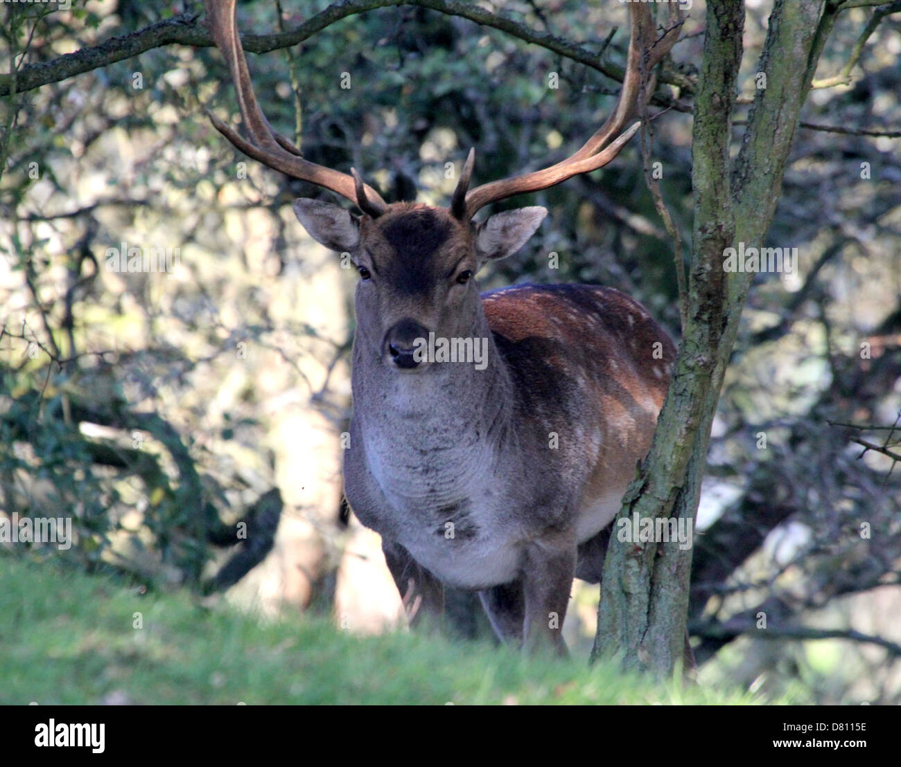 Close-up portrait of a male stag Daims (Dama dama) se cachant sous des arbres dans le bosquet Banque D'Images