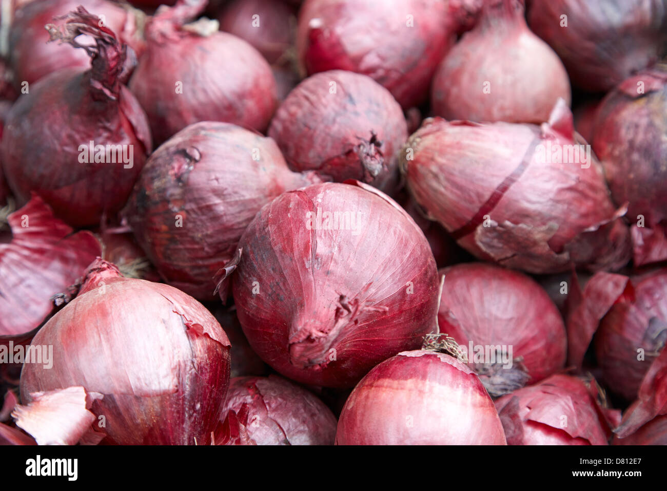 Fort d'oignons rouges Banque D'Images