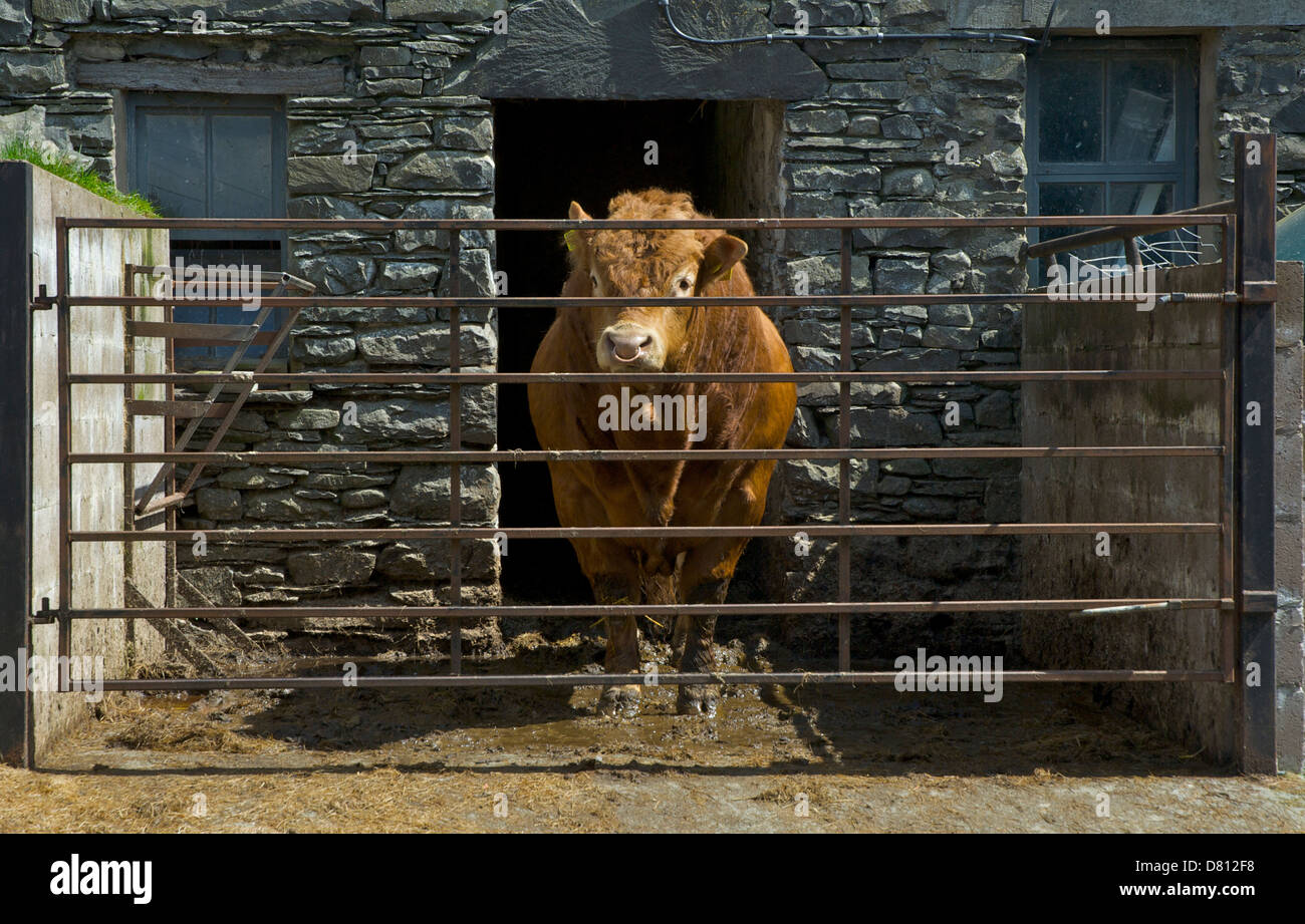 Bull au stylo sur une ferme de Lake District, Cumbria, Angleterre, Royaume-Uni Banque D'Images