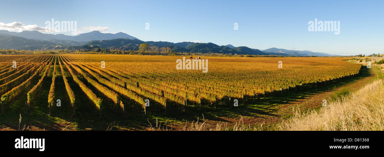 Vue panoramique du vignoble dans le district de Marlborough, île du sud de la Nouvelle Zélande Banque D'Images