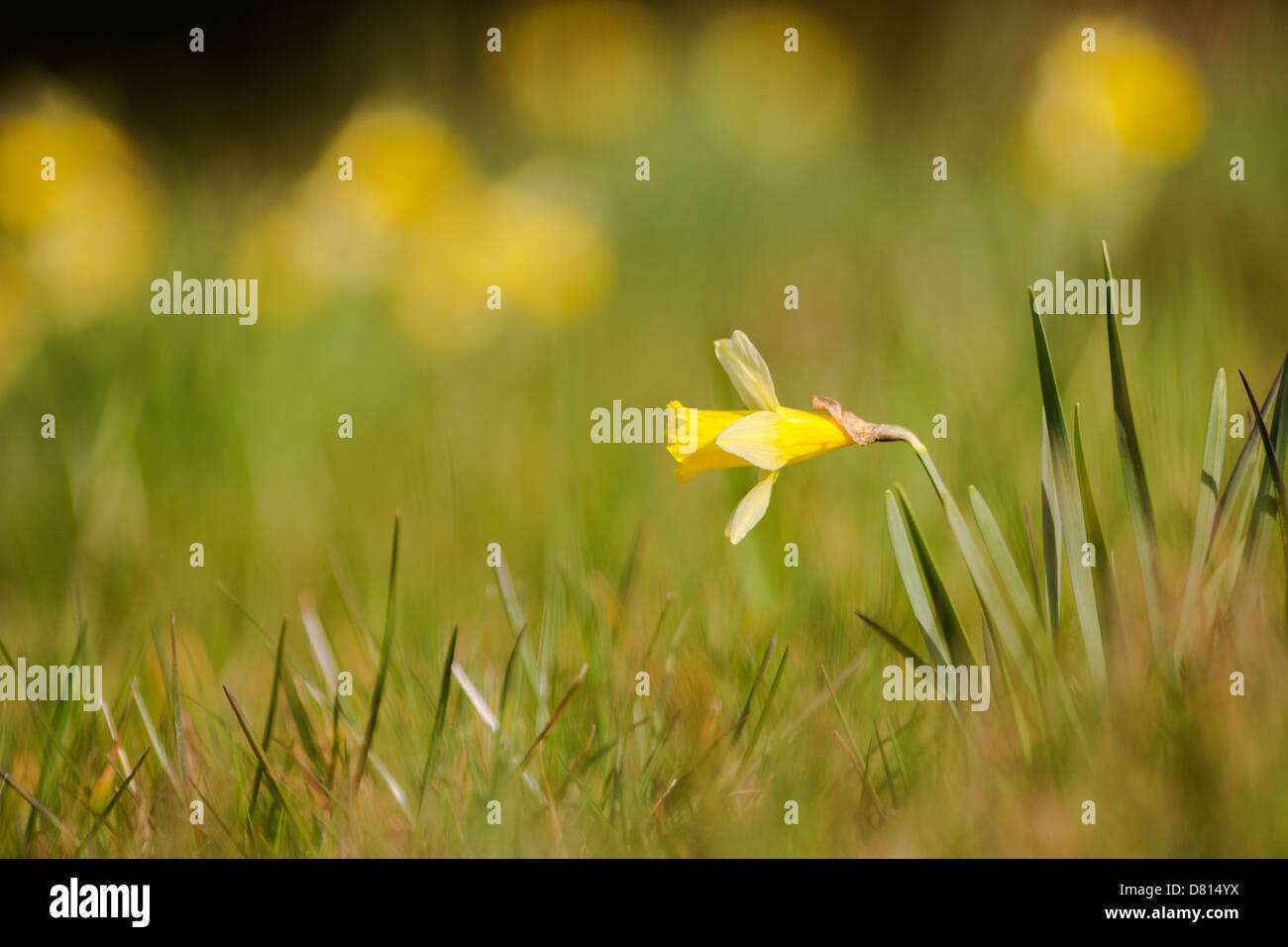 Printemps jonquilles sauvages Banque D'Images