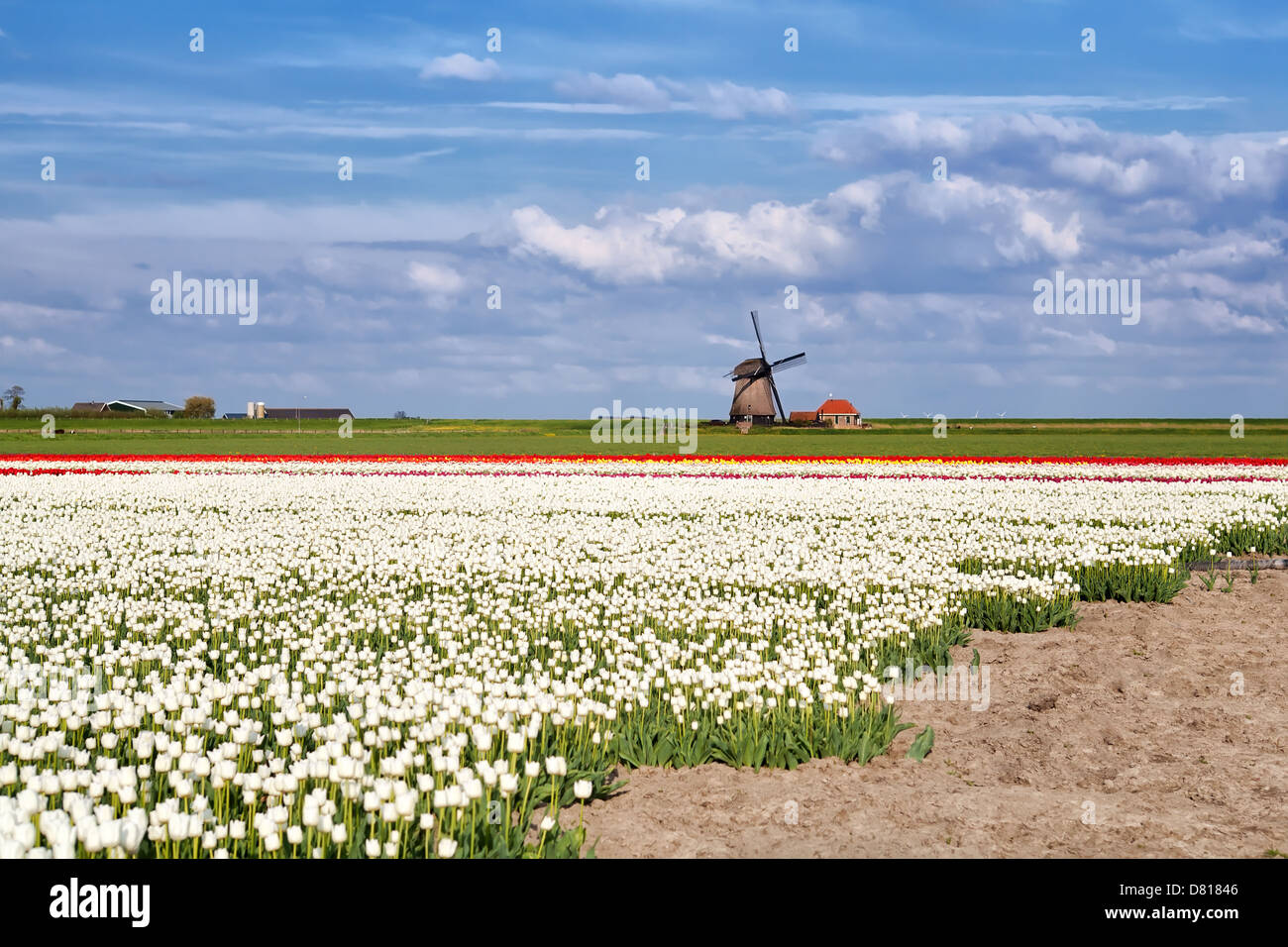 Blanc, Rouge champs de tulipes et moulin à vent hollandais plus de ciel bleu, Alkmaar, Pays-Bas Banque D'Images