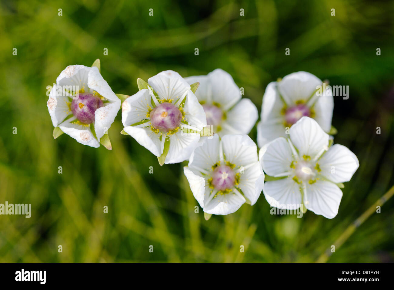 Syrphide mouche se propageant nector, Grass of Parnassus (Parnassia palustris, saxifrage) fleurs sauvages en fleur, Parc national de Denali, Alaska, États-Unis Banque D'Images