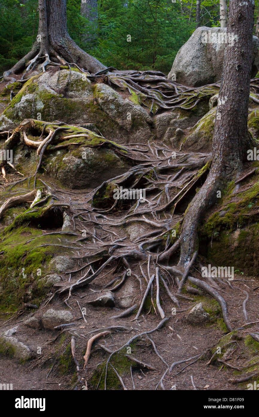 Les racines de pin exposés en bas d'une pente en cascade, dans le Parc National du Mont-Tremblant, Québec, Canada Banque D'Images