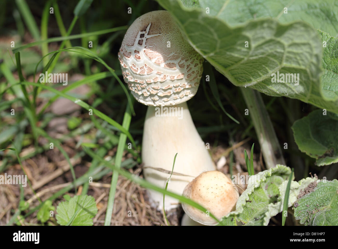 Les champignons blancs dans une herbe Banque D'Images