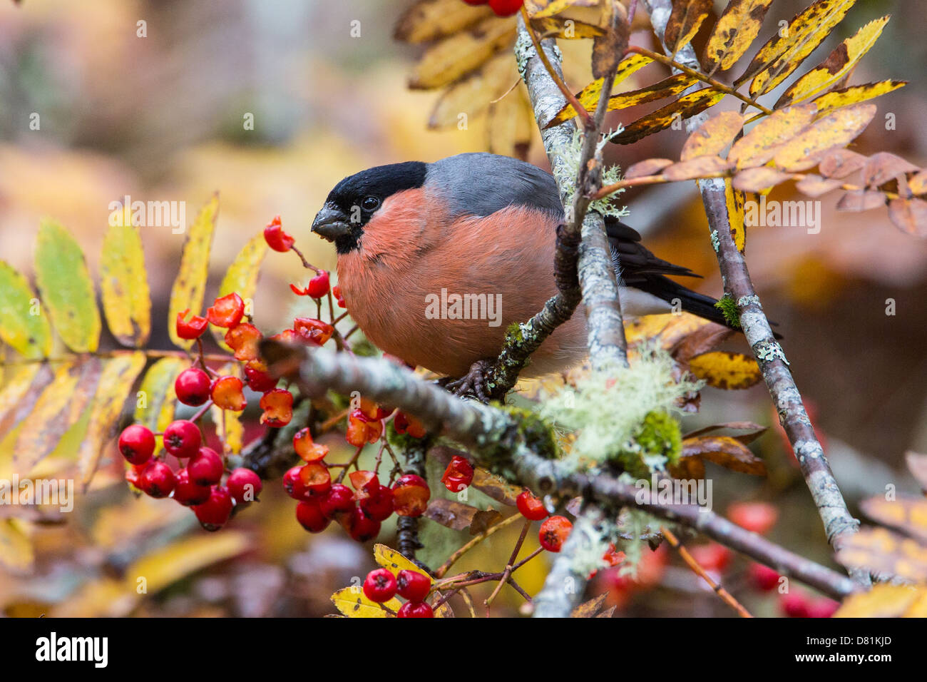 Pyrrhula pyrrhula Bouvreuil, commun, se nourrissant de baies Rowan, Sorbus aucuparia Banque D'Images