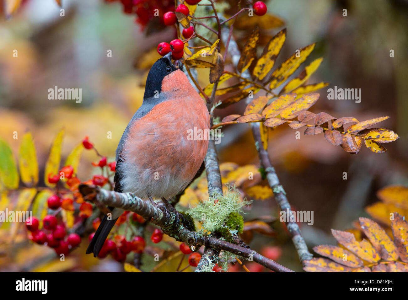 Pyrrhula pyrrhula Bouvreuil, commun, se nourrissant de baies Rowan, Sorbus aucuparia Banque D'Images