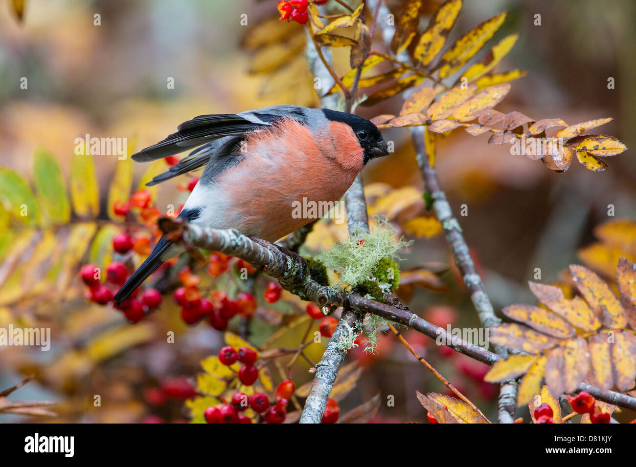 Pyrrhula pyrrhula Bouvreuil, commun, se nourrissant de baies Rowan, Sorbus aucuparia Banque D'Images