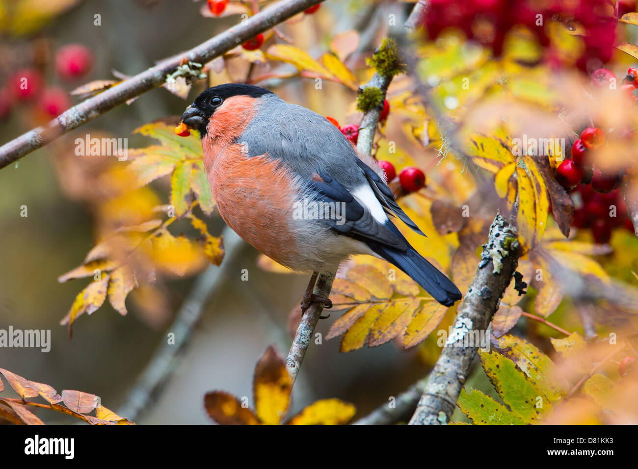 Pyrrhula pyrrhula Bouvreuil, commun, se nourrissant de baies Rowan, Sorbus aucuparia Banque D'Images