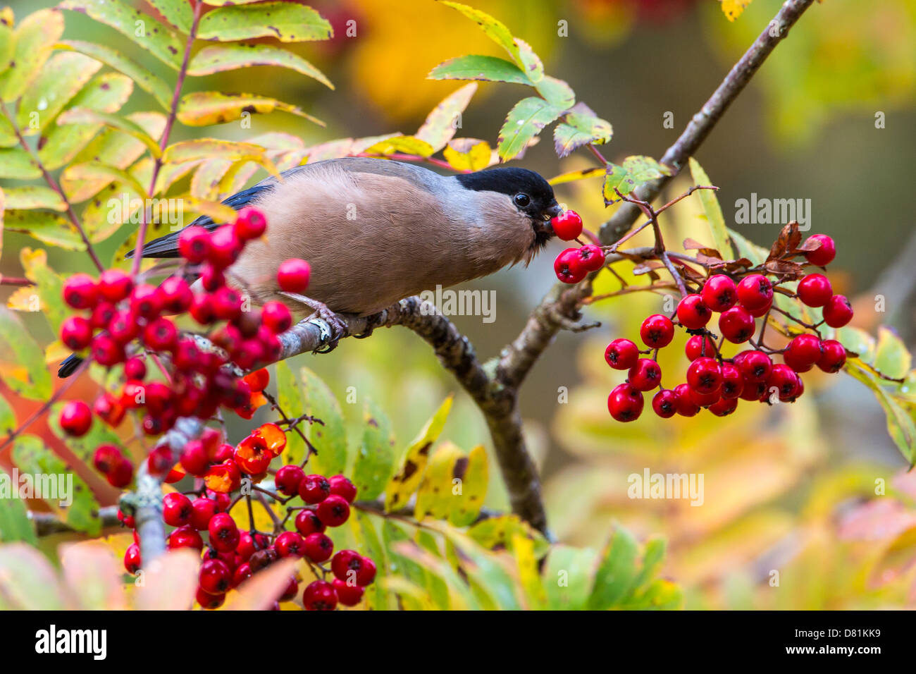 Pyrrhula pyrrhula Bouvreuil, commun, se nourrissant de baies Rowan, Sorbus aucuparia Banque D'Images