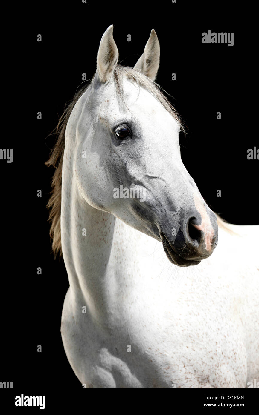 Portrait de chevaux arabes Banque D'Images