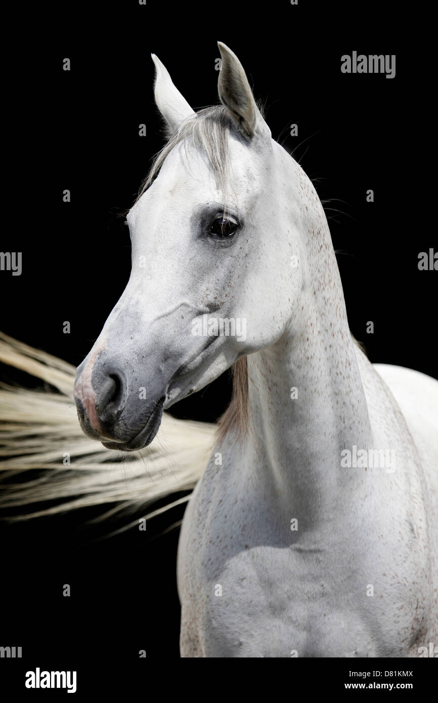 Portrait de chevaux arabes Banque D'Images