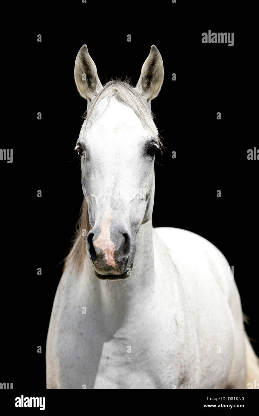 Portrait de chevaux arabes Banque D'Images
