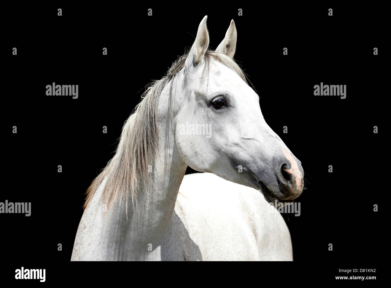 Portrait de chevaux arabes Banque D'Images