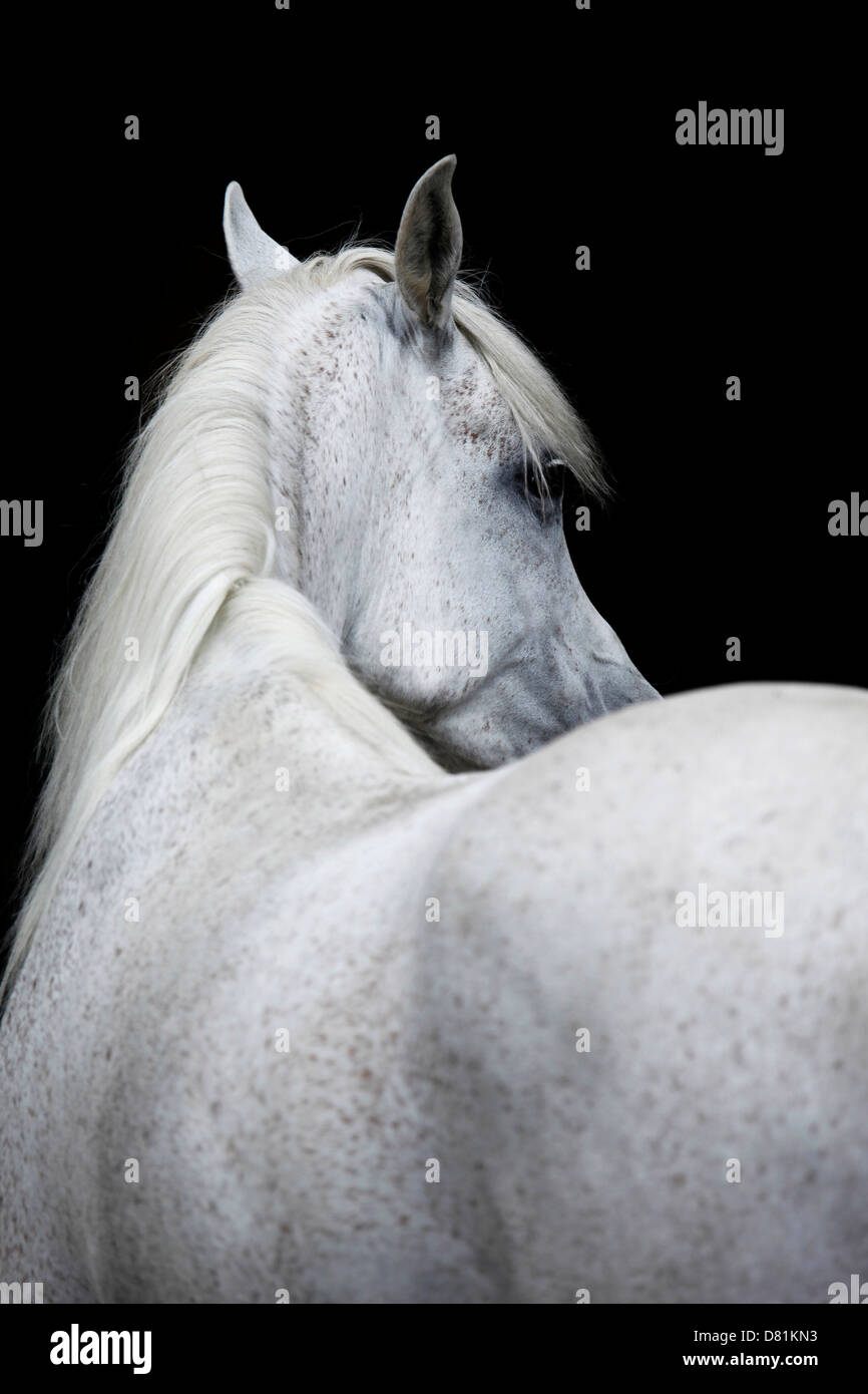 Portrait de chevaux arabes Banque D'Images