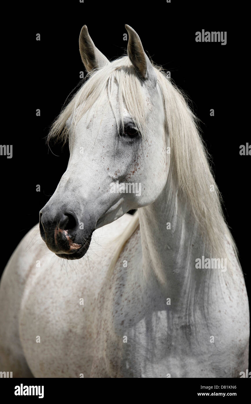 Portrait de chevaux arabes Banque D'Images