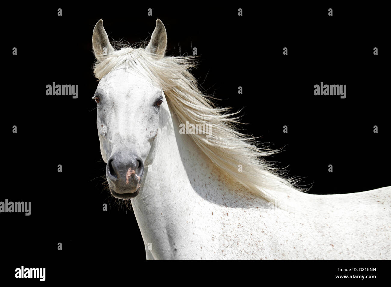 Portrait de chevaux arabes Banque D'Images
