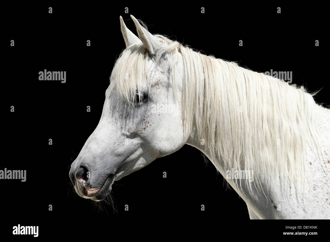 Portrait de chevaux arabes Banque D'Images