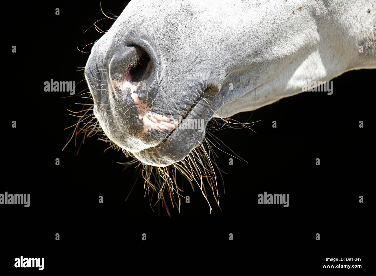 La bouche de chevaux arabes Banque D'Images