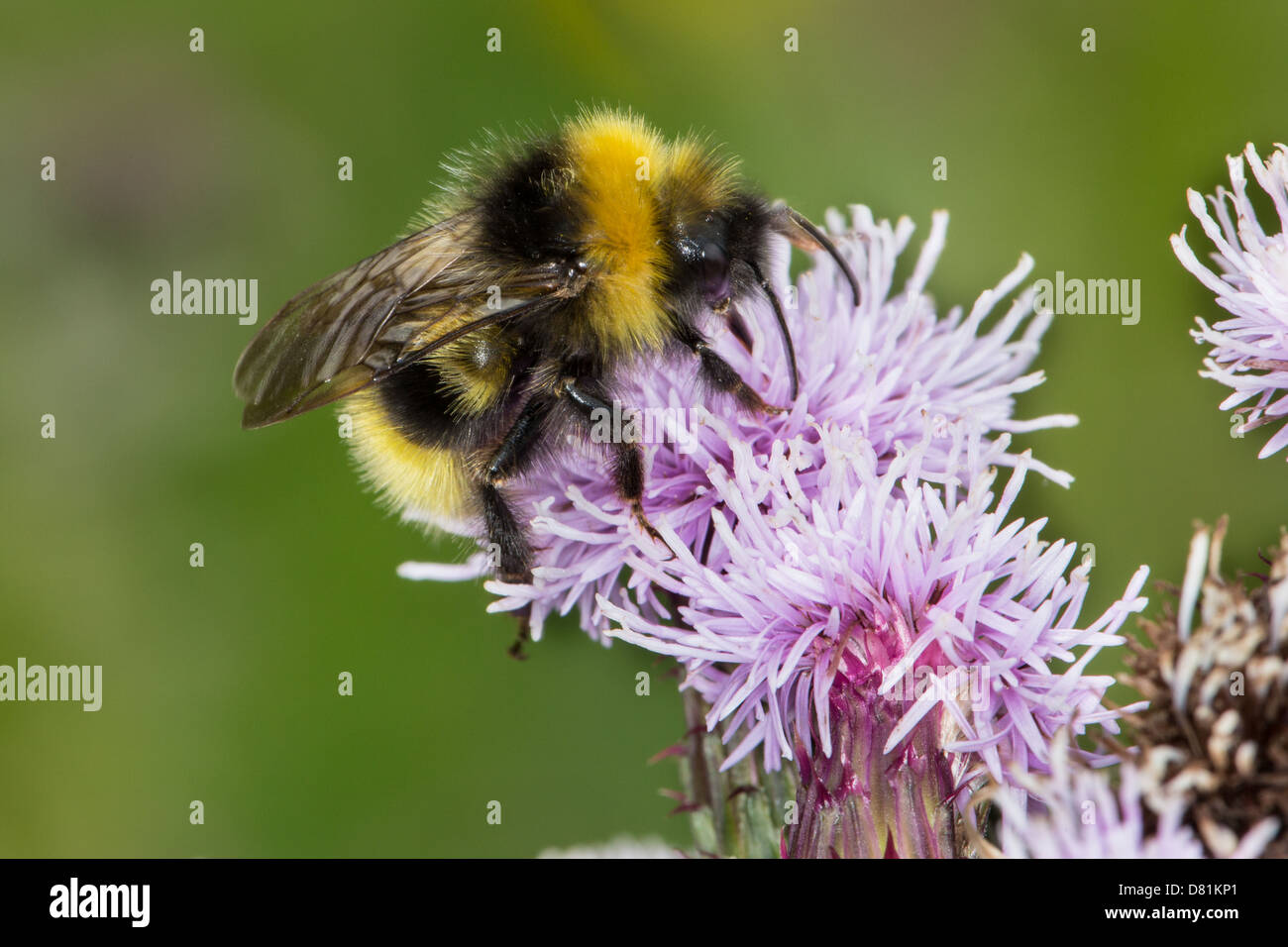 Coucou Forêt mâle, Bumblebee Bombus sylvestris, l'alimentation Chardon Cirsium arvense Banque D'Images