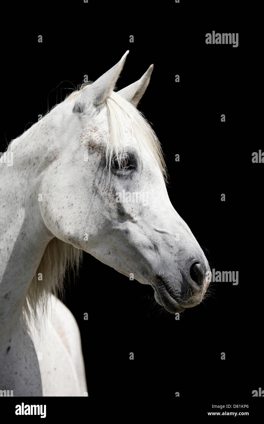 Portrait de chevaux arabes Banque D'Images