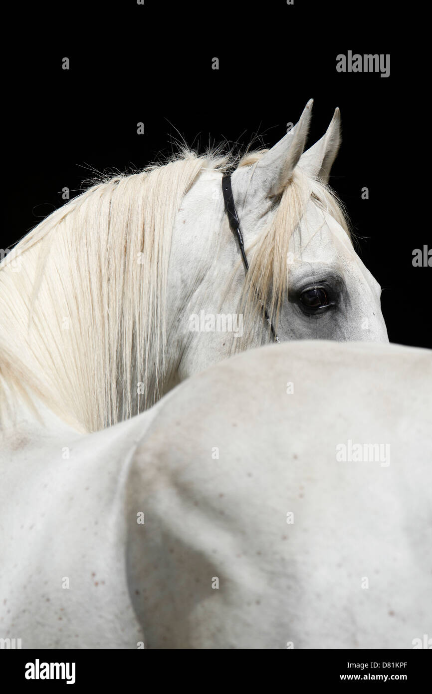 Portrait de chevaux arabes Banque D'Images